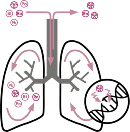  (Vergrößert das Bild in einem Dialog Fenster)