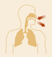 Pictographic image of a human torso with nasal and pharyngeal cavities and lungs highlighted. Indicates inhale and exhale with arrows.