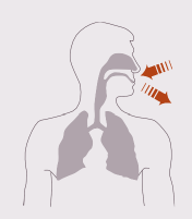 Pictographic image of a human torso with nasal and pharyngeal cavities and lungs highlighted. Indicates inhale and exhale with arrows.