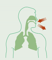 Pictographic image of a human torso with nasal and pharyngeal cavities and lungs highlighted. Indicates inhale and exhale with arrows.